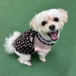 つくしさんの作品