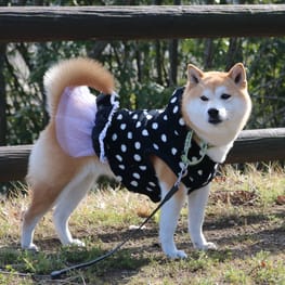 柴犬マイアさんの作品