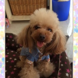 ひまわりさんの作品