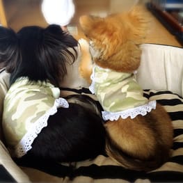 azukinakoさんの作品