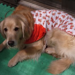 メグやんさんの作品