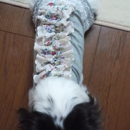 牛柄のチワワさんの作品