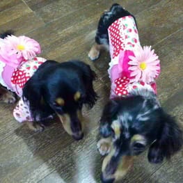 モコさんの作品