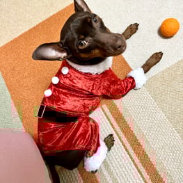 ノラあざらしさんの作品