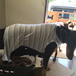 Aliceさんの作品