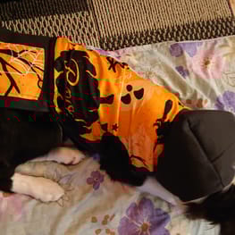 ぱんだ。さんの作品