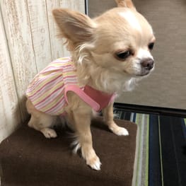 バルーンブラウス/millacra / 愛犬のための犬服、ペット服の型紙通販