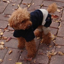 shimaさんの作品