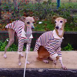 minyomoさんの作品