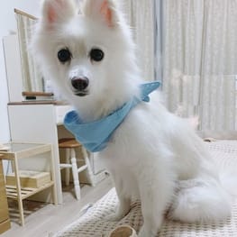 WKSchatzさんの作品