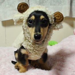 mamehanasoraさんの作品