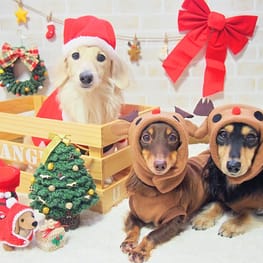 mamehanasoraさんの作品