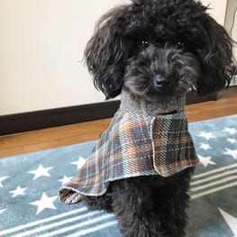 ちゃちゃさんの作品