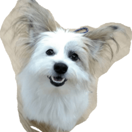 とんちゃんさんの作品