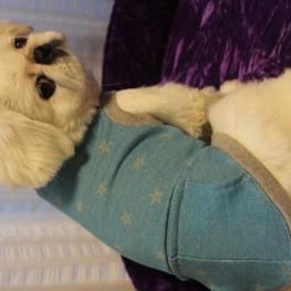 ちゃちゃまるさんの作品