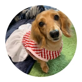 ダックスのらぶちゃんさんの作品