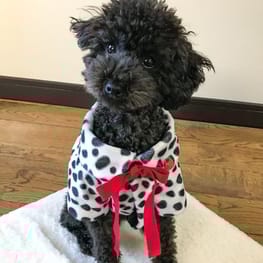 犬服ハンドメイド立体ラビットファー確認用