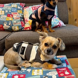 コテちゅさんの作品