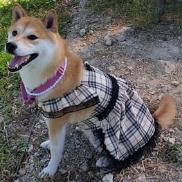 柴犬マイアさんの作品