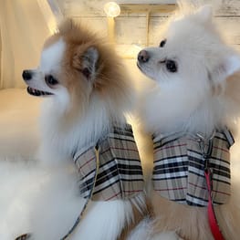 ハーネスウェア Millacra 愛犬のための犬服 ペット服の型紙通販 作り方 教室 Milla Milla