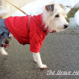 wankokoさんの作品