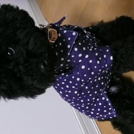 くろねこまめさんの作品