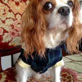 ジョイママさんの作品