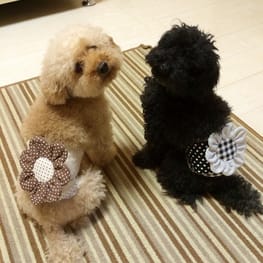 ちょここさんの作品