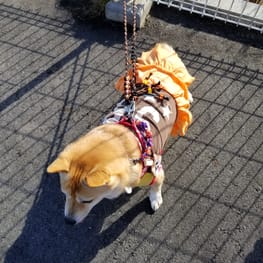 mizukiakiraさんの作品