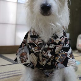 wankokoさんの作品