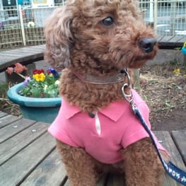 ponnkoさんの作品