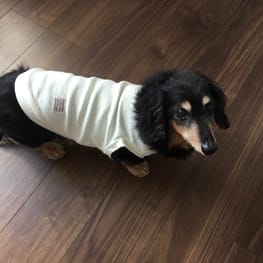 noechanさんの作品