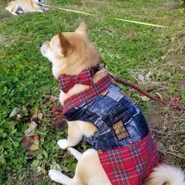 ちゃんちゃんこ Millacra 愛犬のための犬服 ペット服の型紙通販 作り方 教室 Milla Milla ちゃんちゃんこ Millacra 愛犬のための犬服 ペット服の型紙通販 作り方 教室 Milla Milla
