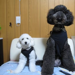 あかずきんさんの作品