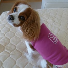 しまゆさんの作品