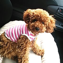 アロモアママさんの作品