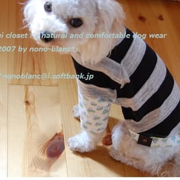 こむぎさんの作品