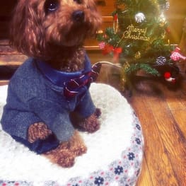 パコさんの作品