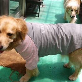 メグやんさんの作品