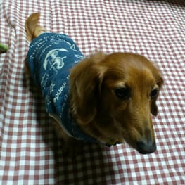 sakuramaruさんの作品