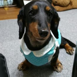 ちみさんの作品