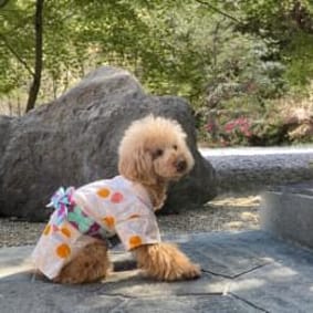 愛犬のための犬服、ペット服の型紙通販・作り方・教室 milla milla