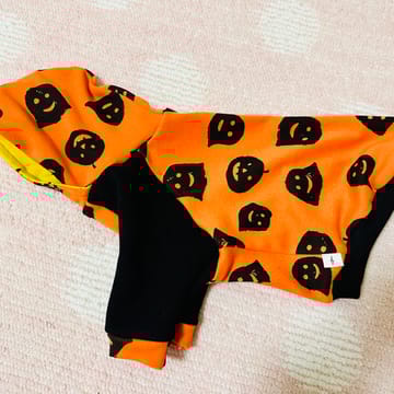 ノラあざらし
