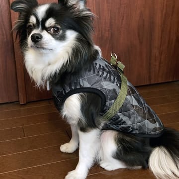 犬服ハンドメイド♡ミィモ♡ハロウィンワンピ♡ラグラン袖ハイネック