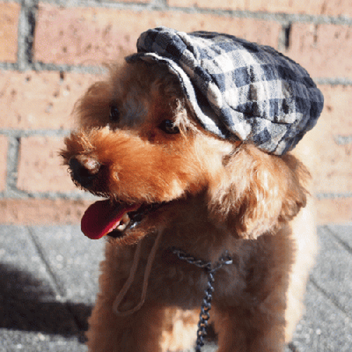 ハンチング 愛犬のための犬服 ペット服の型紙通販 作り方 教室 Milla Milla