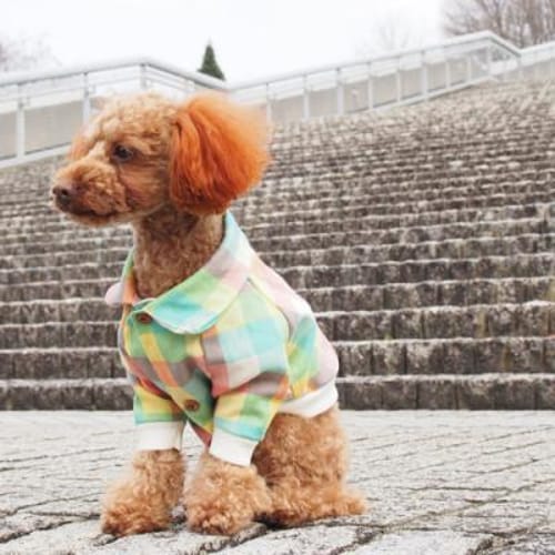 ブルゾン 愛犬のための犬服 ペット服の型紙通販 作り方 教室 Milla Milla