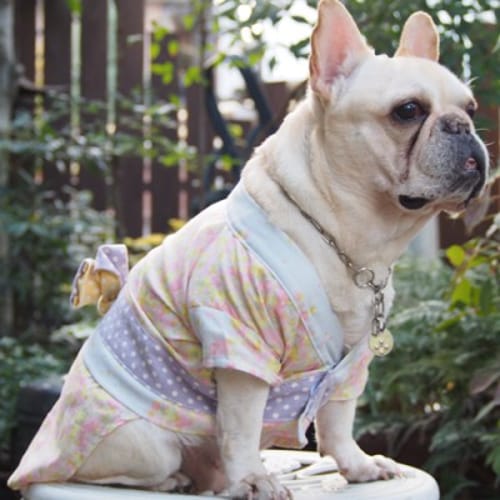 浴衣 愛犬のための犬服 ペット服の型紙通販 作り方 教室 Milla Milla