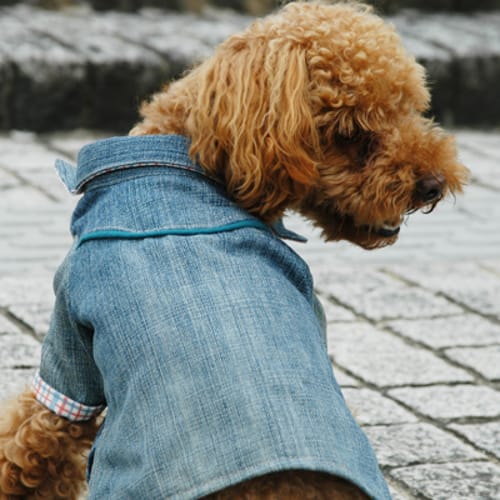 シャツ 愛犬のための犬服 ペット服の型紙通販 作り方 教室 Milla Milla