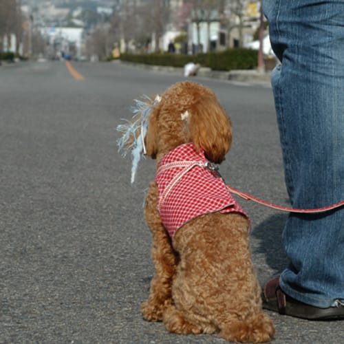 ハーネスウェア 愛犬のための犬服 ペット服の型紙通販 作り方 教室 Milla Milla