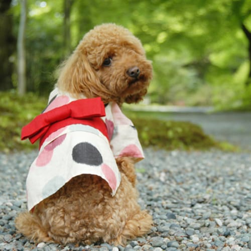 浴衣 愛犬のための犬服 ペット服の型紙通販 作り方 教室 Milla Milla ミラミラ